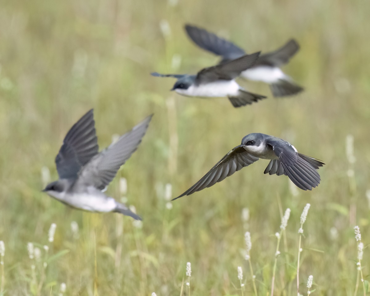Tree Swallow - ML644033445