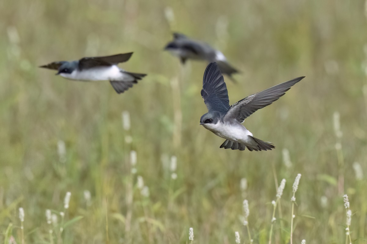 Tree Swallow - ML644033446