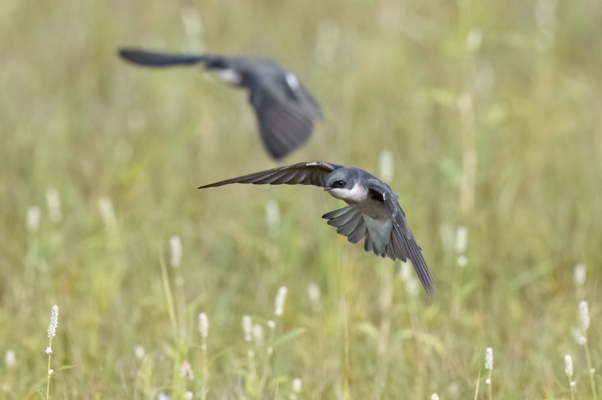 Tree Swallow - ML644033447