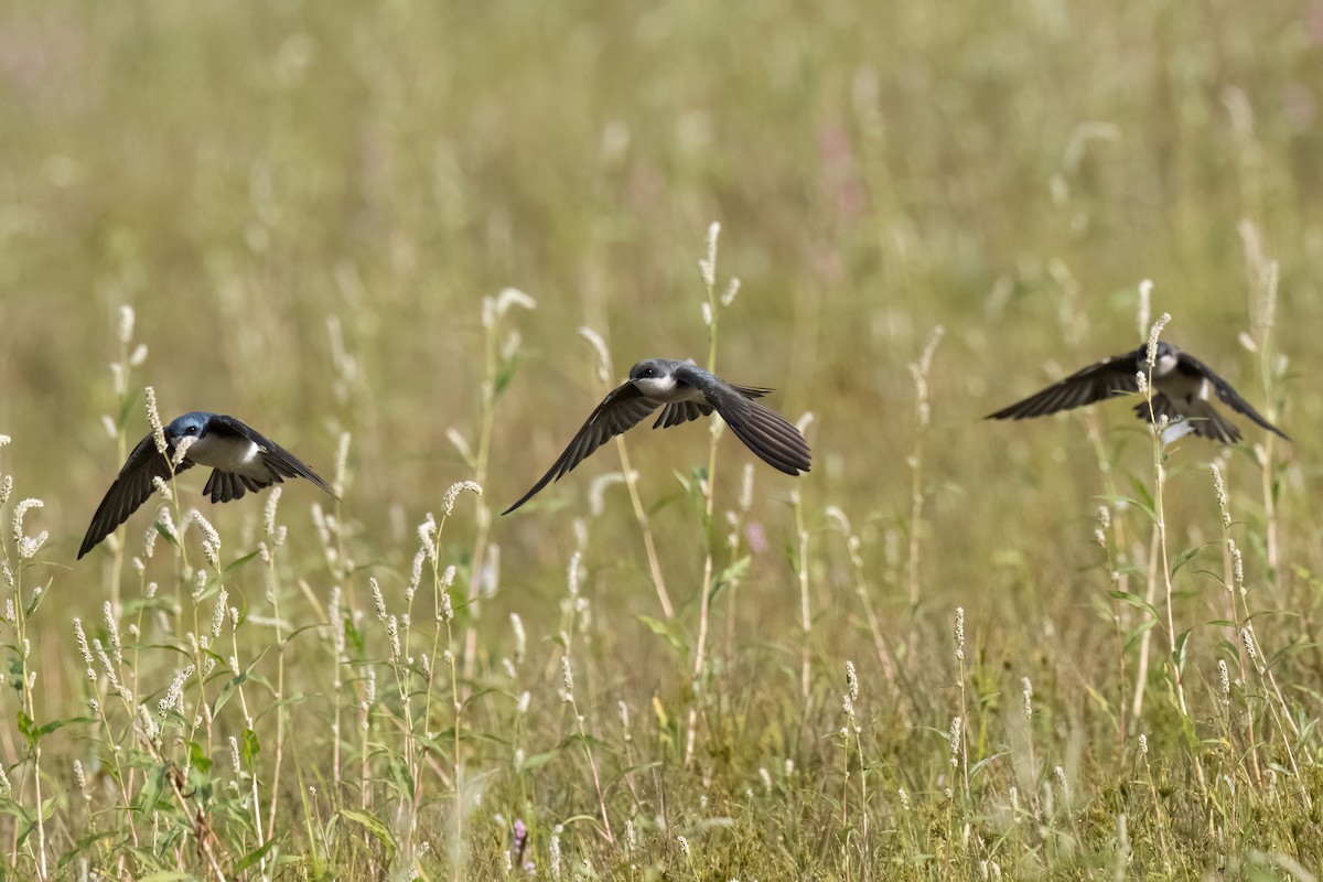Tree Swallow - ML644033448
