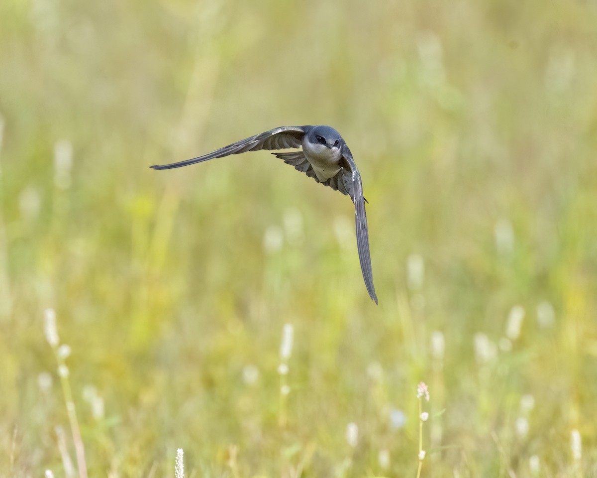 Tree Swallow - ML644033449