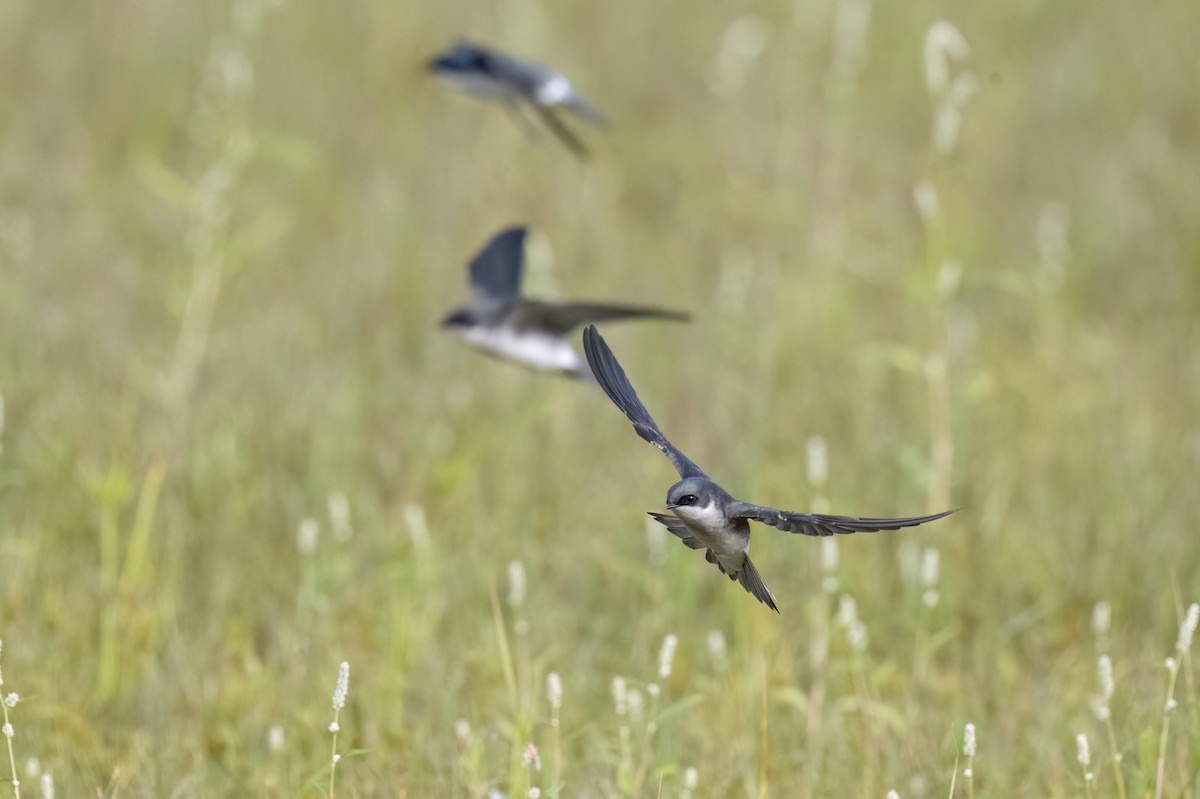 Tree Swallow - ML644033450