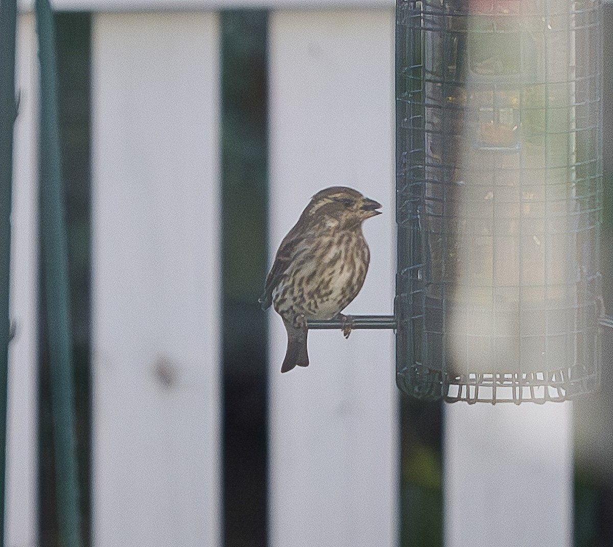 Purple Finch - ML644033451