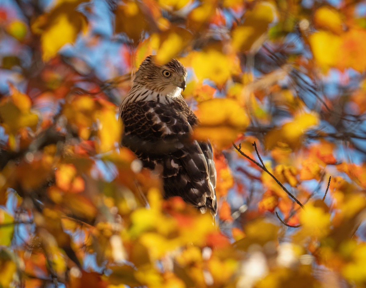 Куперов ястреб - ML644033457