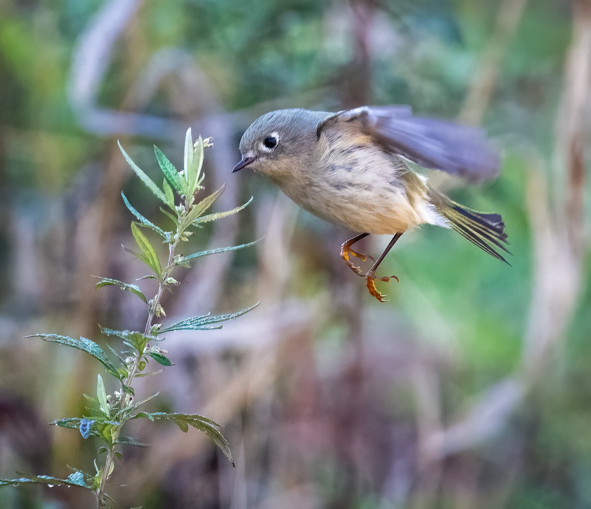 Рубиноголовый королёк - ML644033462