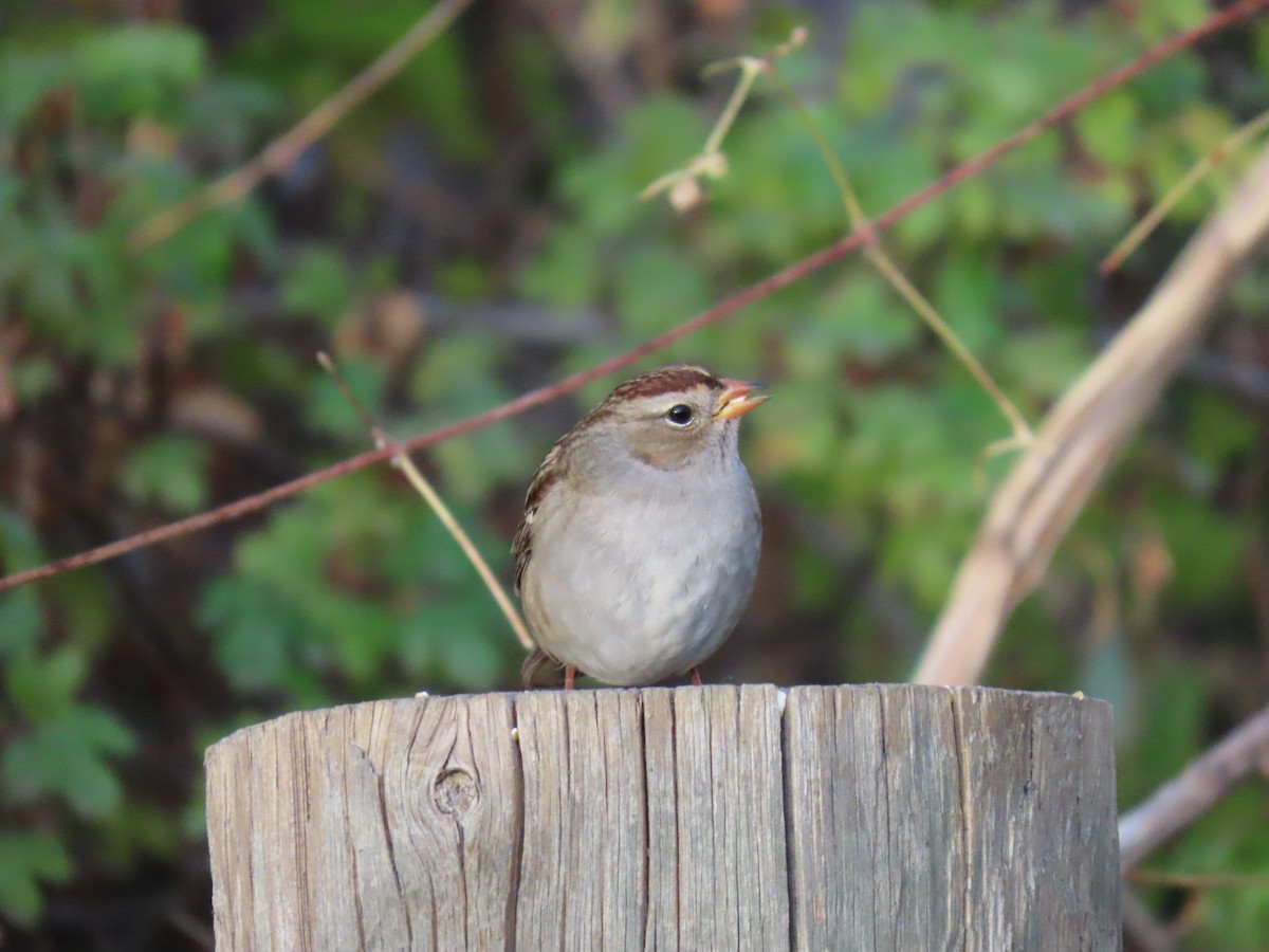 Dachsammer - ML644033468