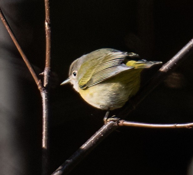 Красношапочная древесница - ML644033475