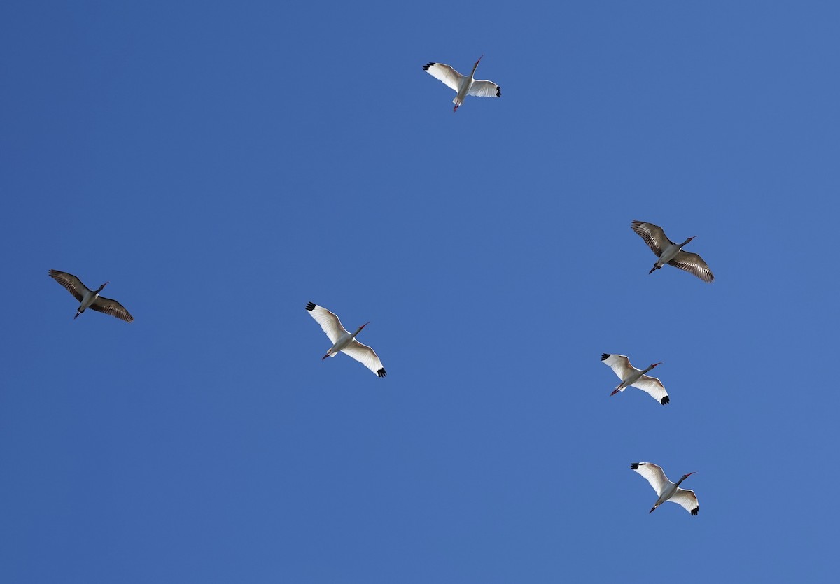 Ibis Blanco - ML644033504