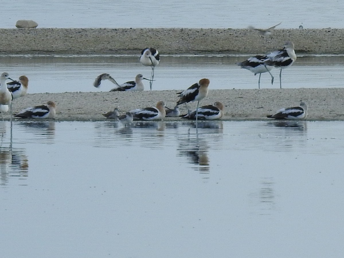 American Avocet - ML644033510