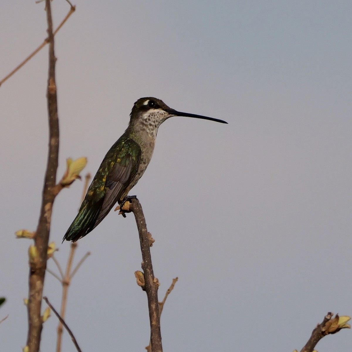 Stripe-breasted Starthroat - ML644033512