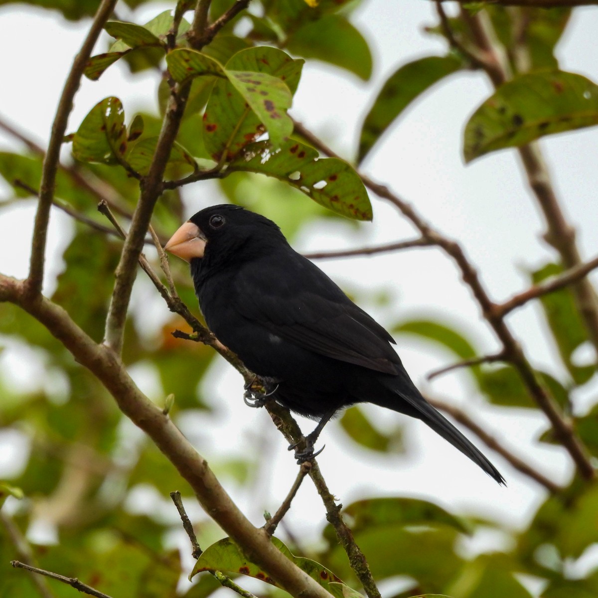 Nicaraguan Seed-Finch - ML644033517