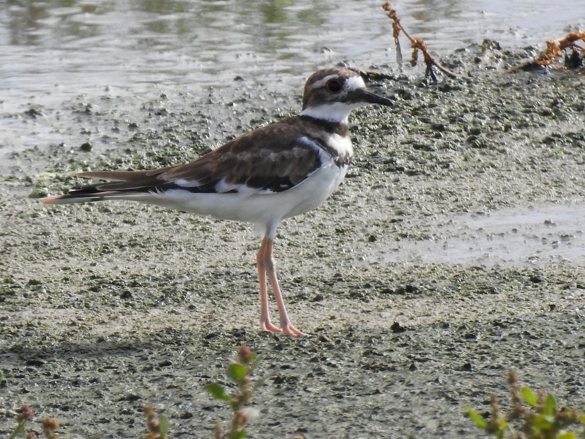Killdeer - ML644033528