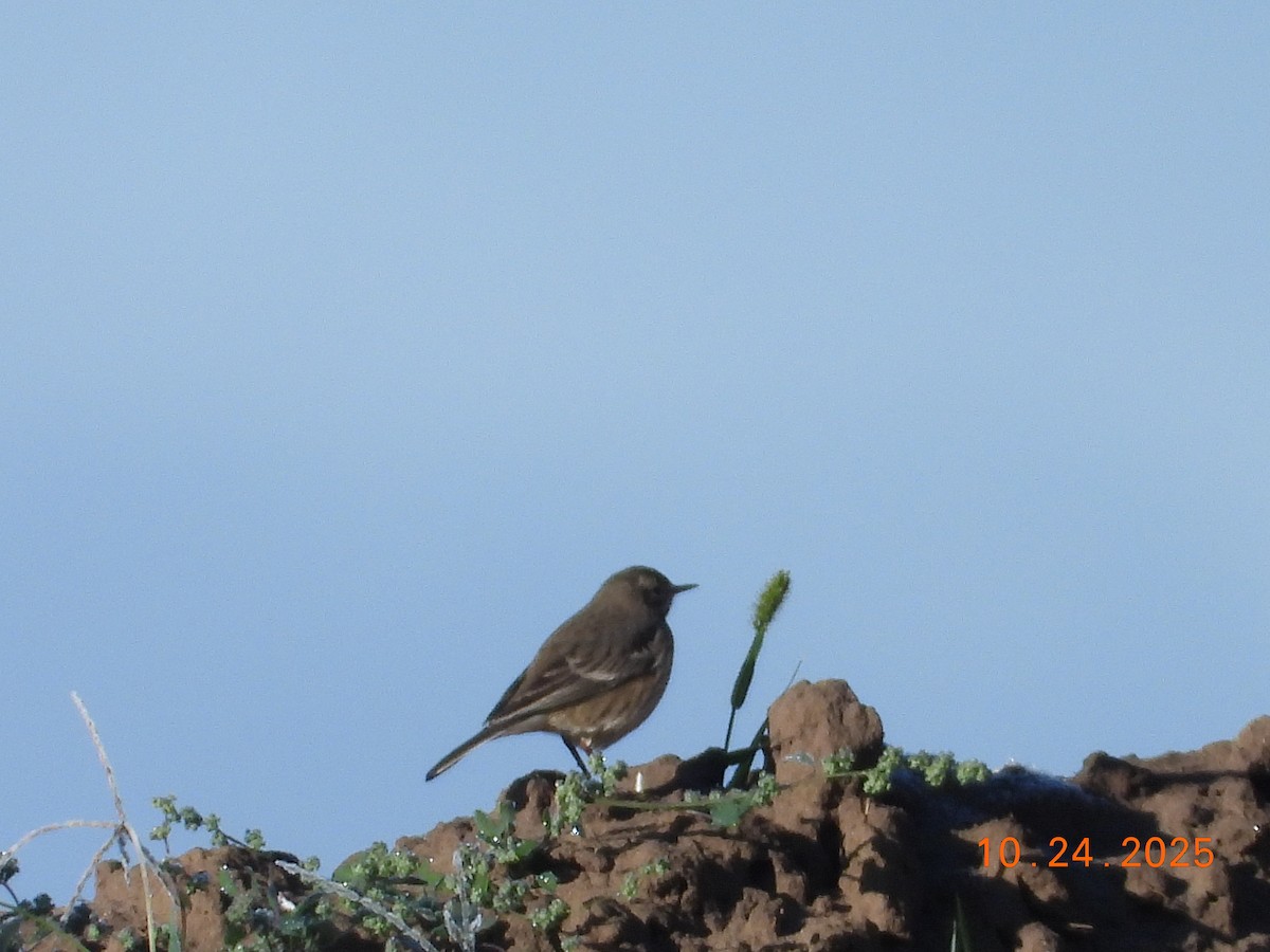 American Pipit - ML644033529