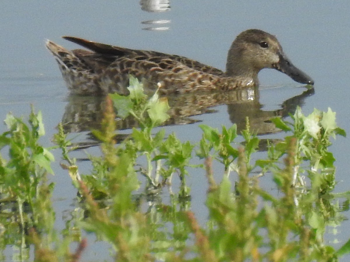Blue-winged Teal - ML644033540
