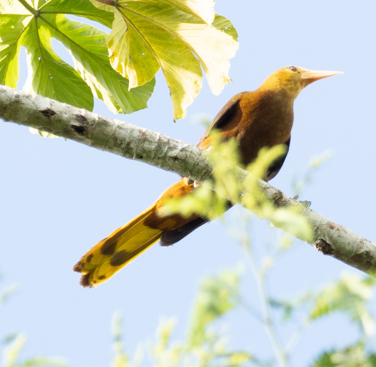 Russet-backed Oropendola - ML644033551