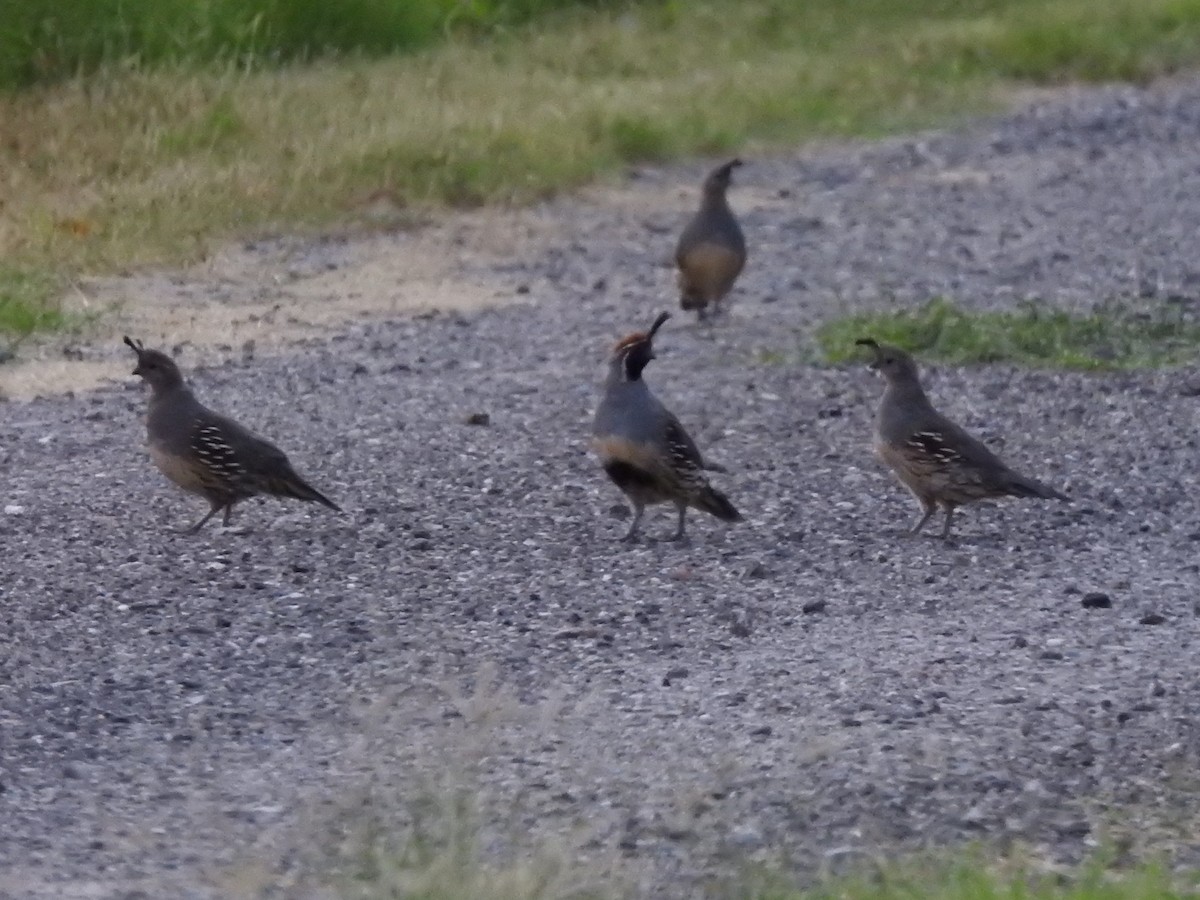 Gambel's Quail - ML644033565