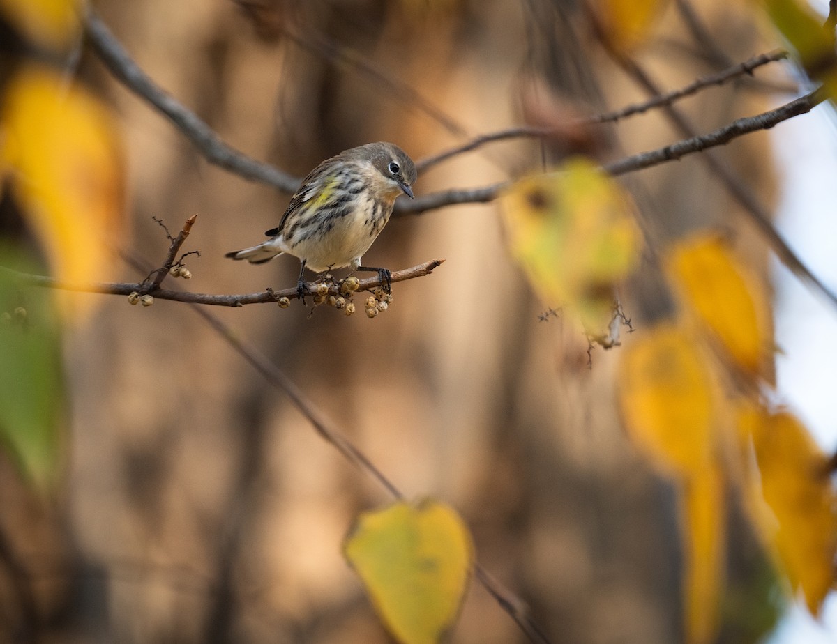 Миртовый певун - ML644033593