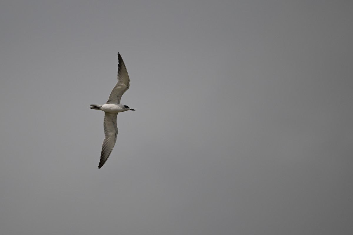 Gull-billed Tern - ML644033615
