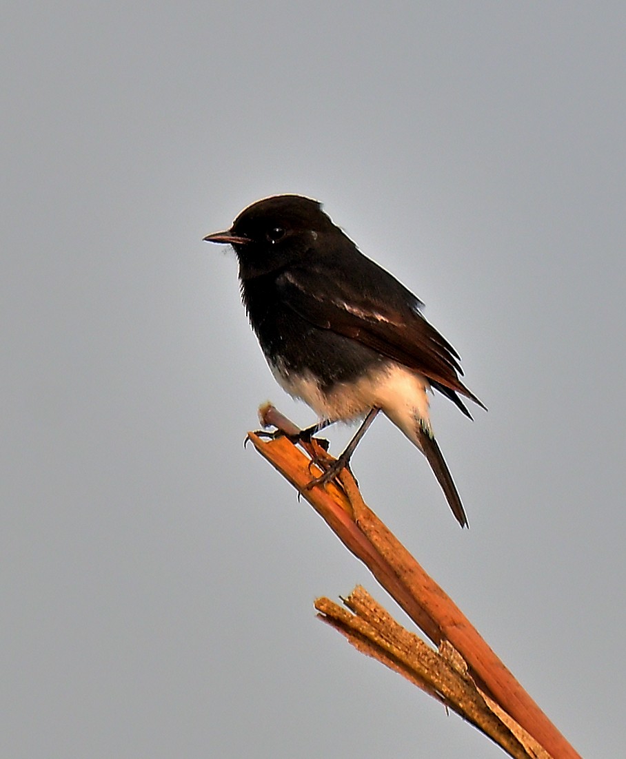 Pied Bushchat - ML644033619