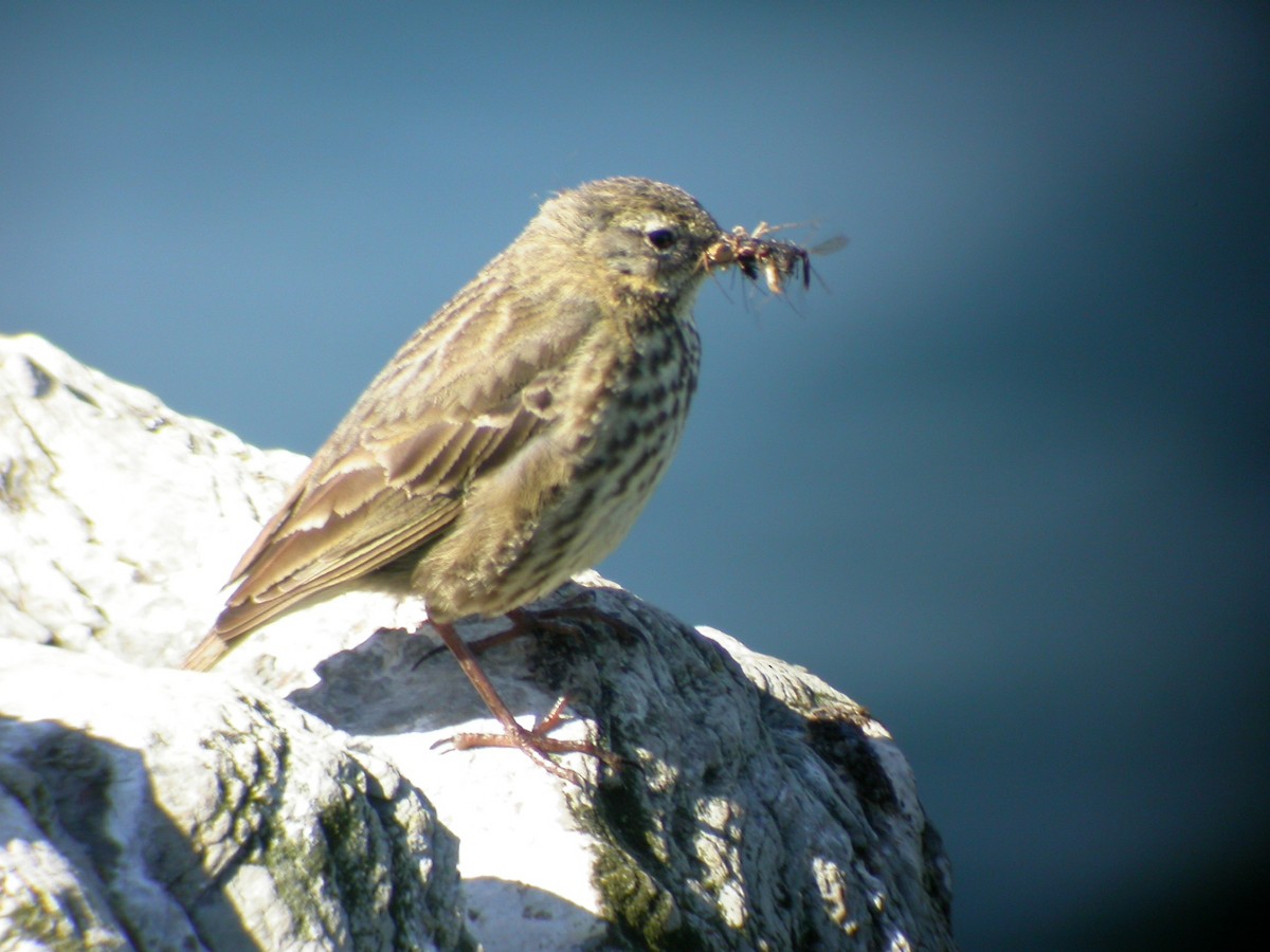 Rock Pipit (Eastern) - ML644033639