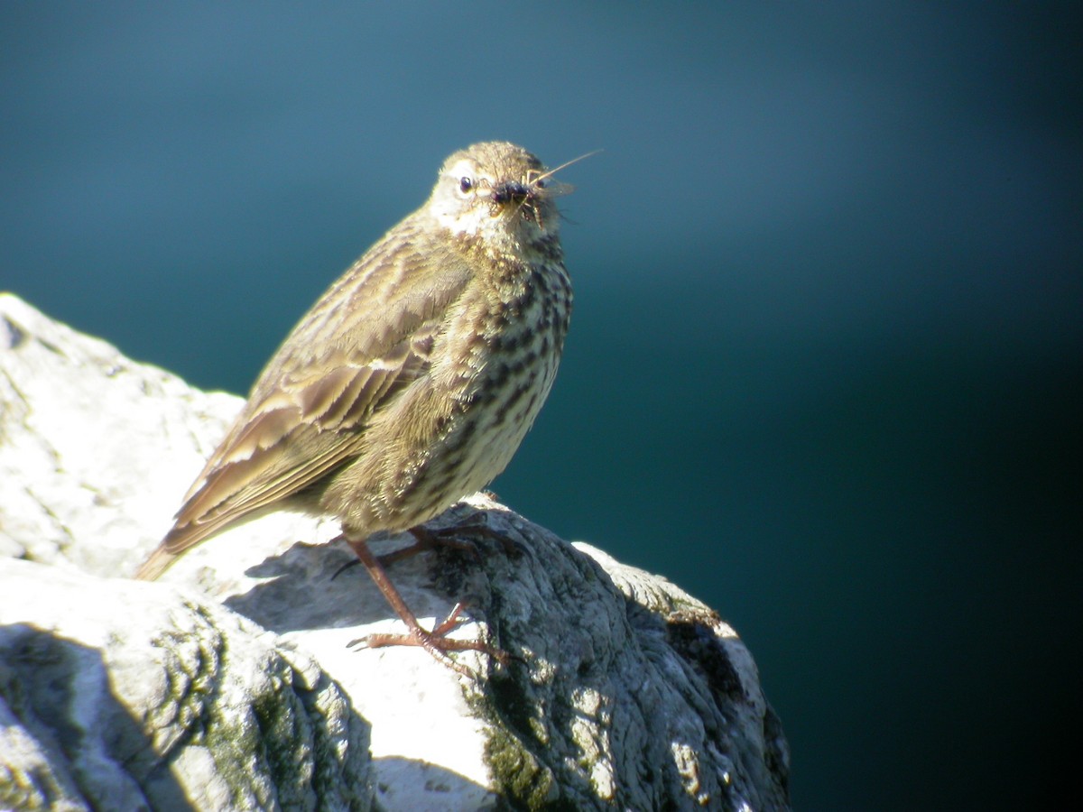 Rock Pipit (Eastern) - ML644033640