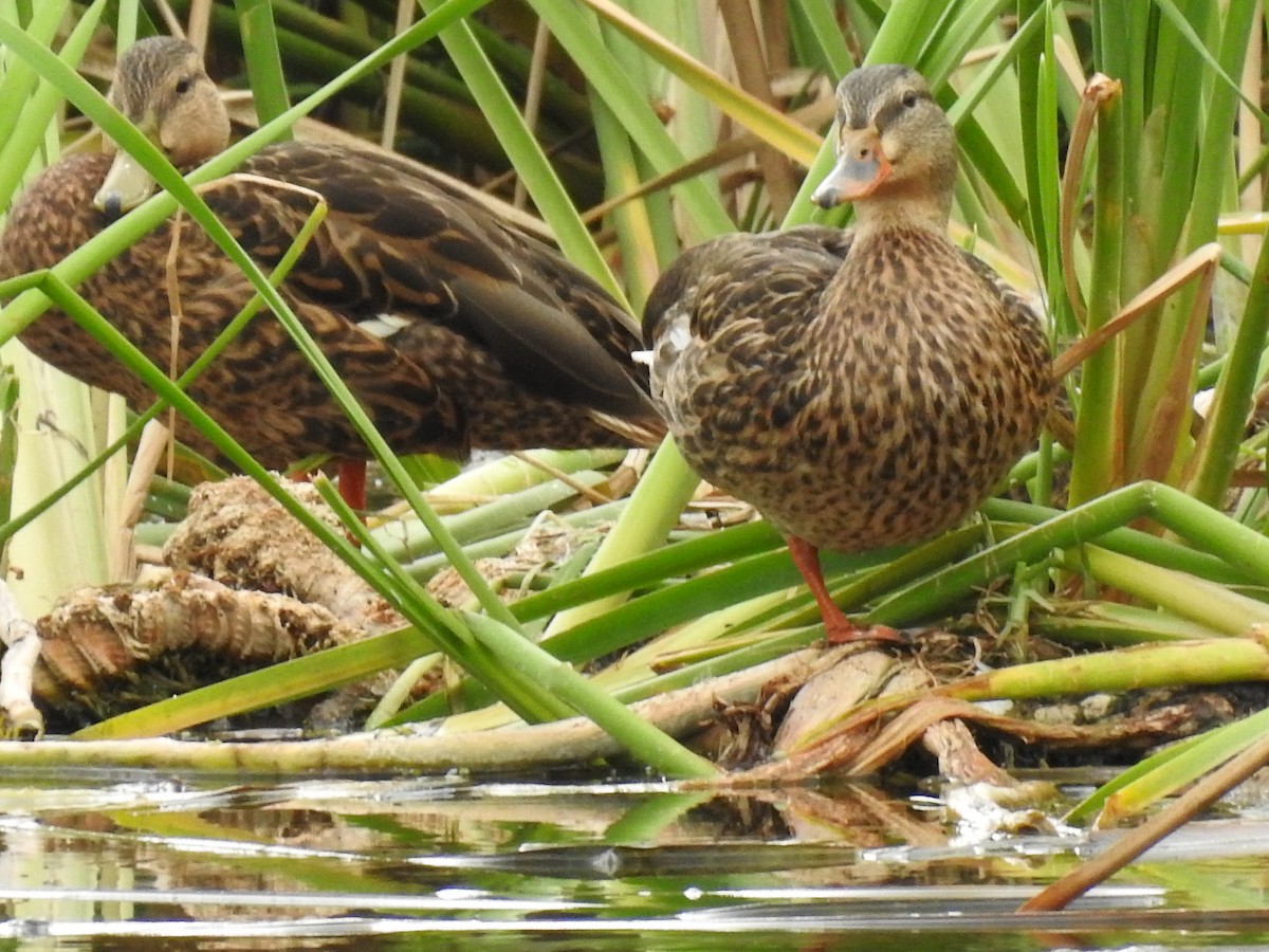 Mexican Duck - ML644033644