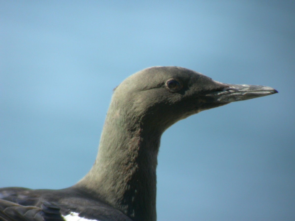 Black Guillemot - ML644033668
