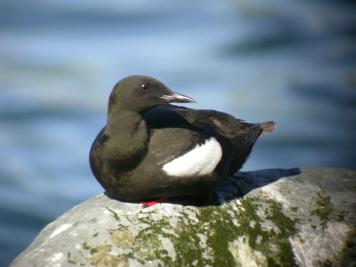 Black Guillemot - ML644033669