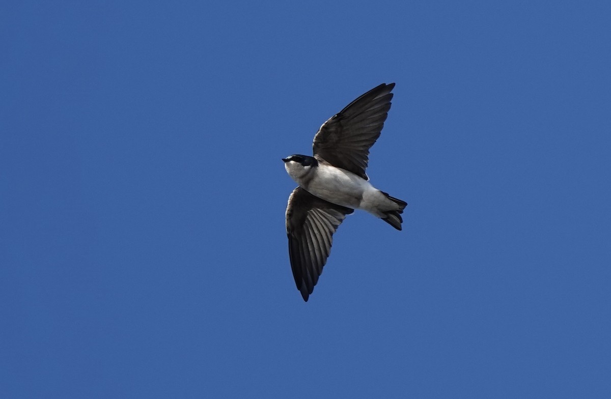 Hirondelle bicolore - ML644033675