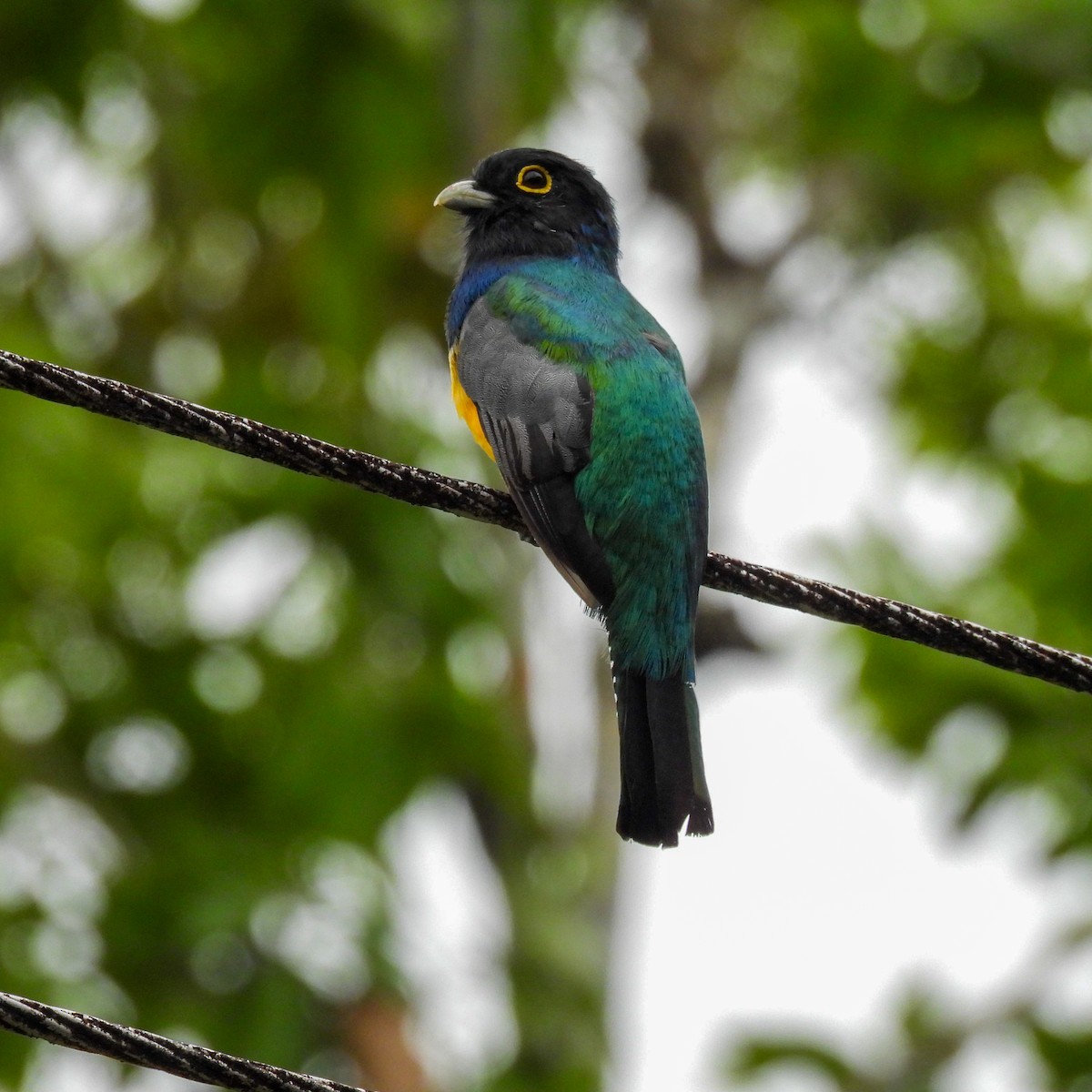 Mor Trogon - ML644033683