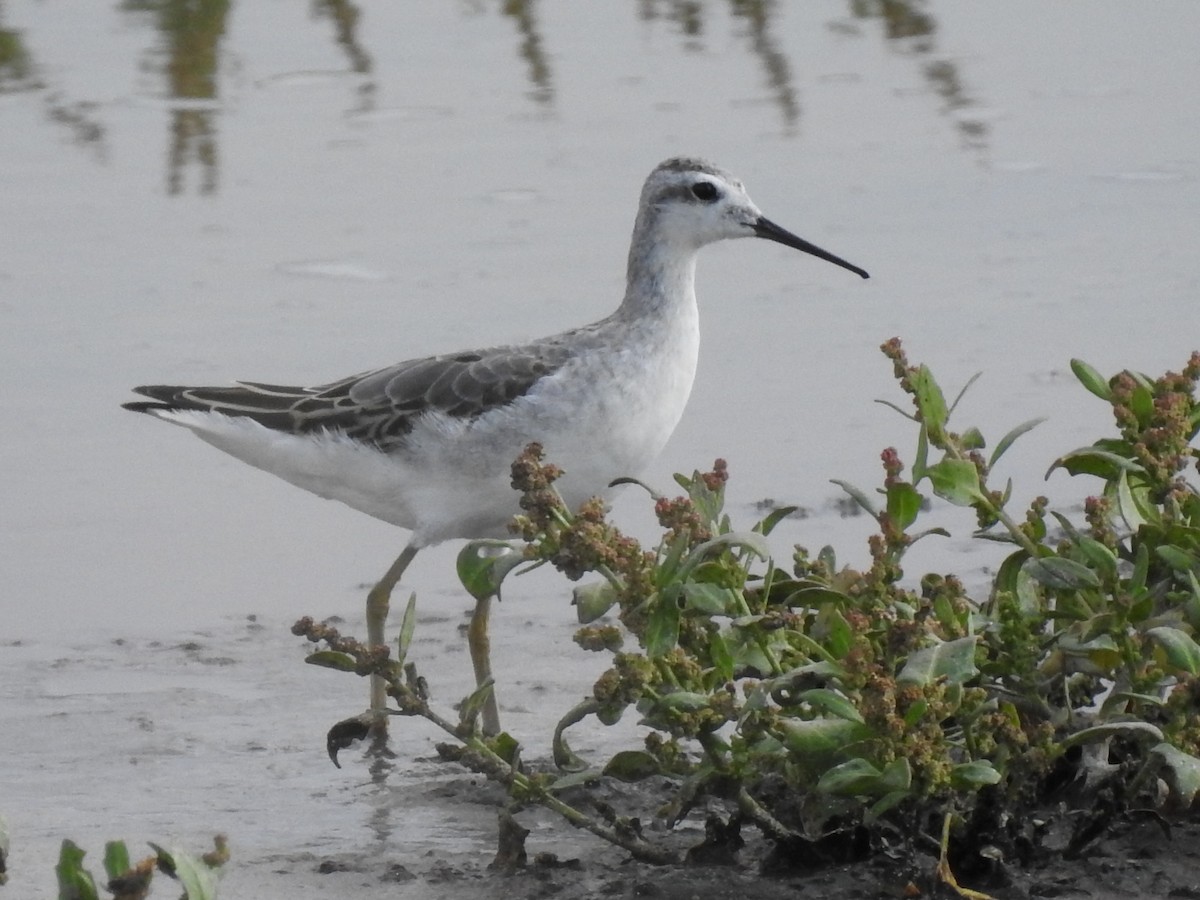 Wilson's Phalarope - ML644033691