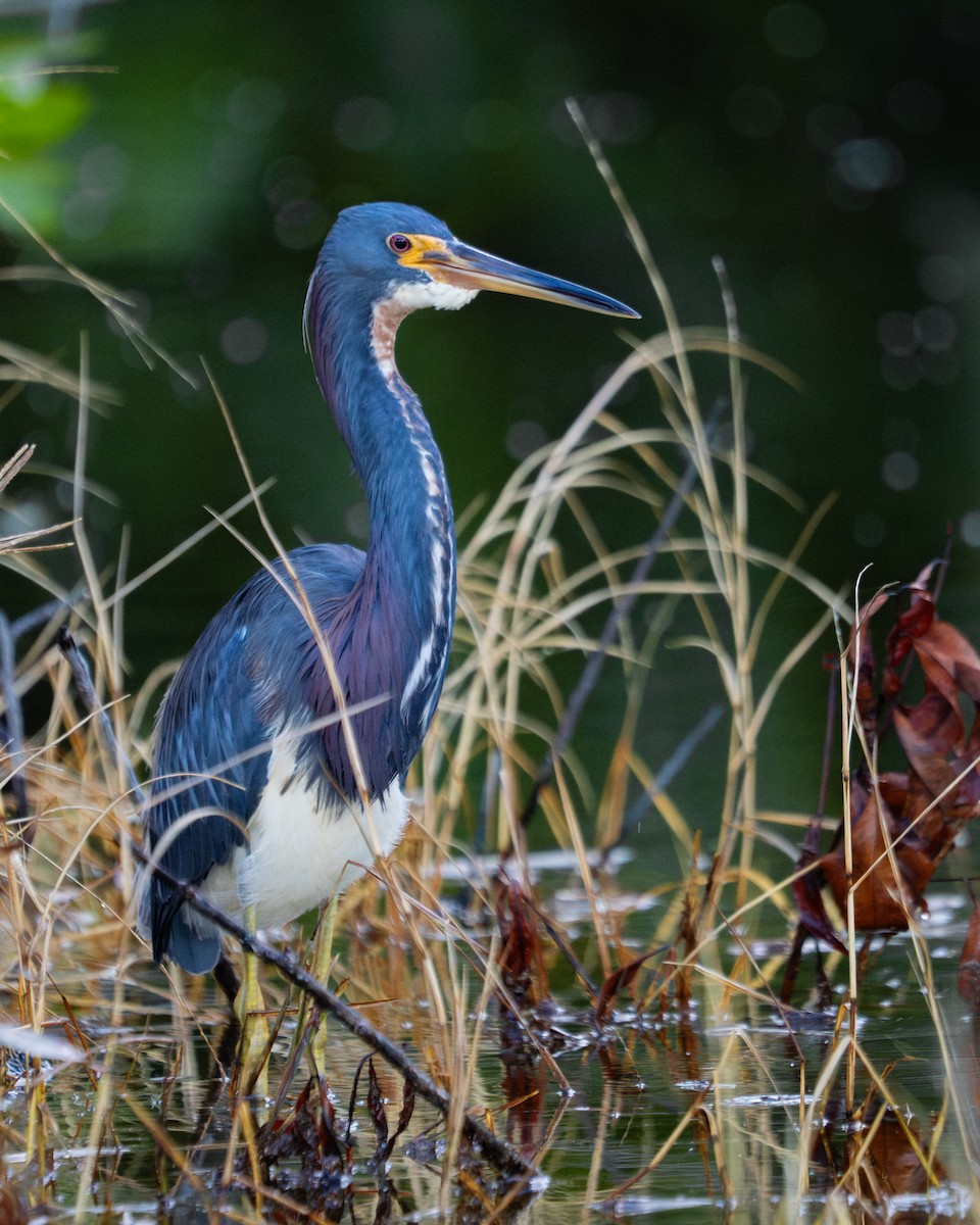 Tricolored Heron - ML644033711