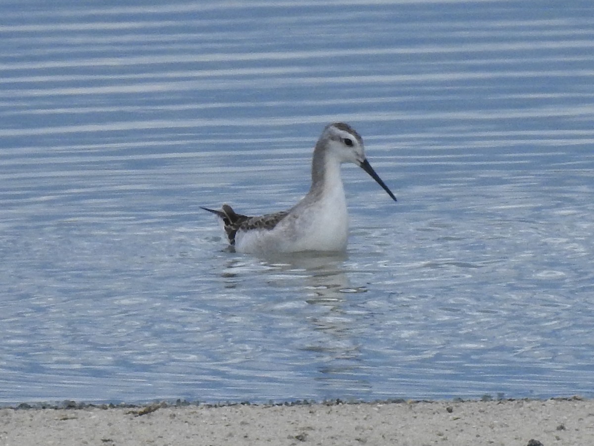 Wilson's Phalarope - ML644033715