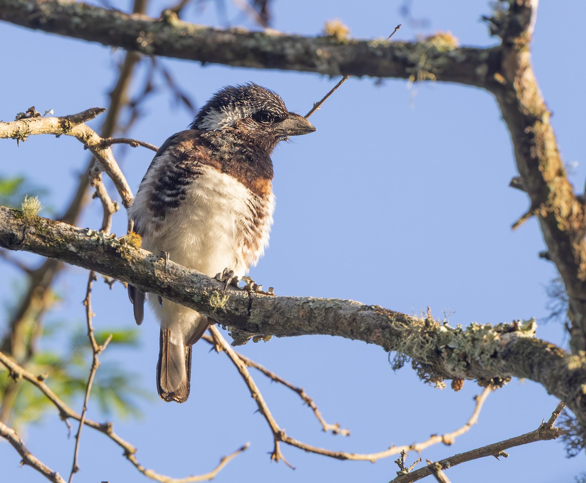 Белоухая либия - ML644033721