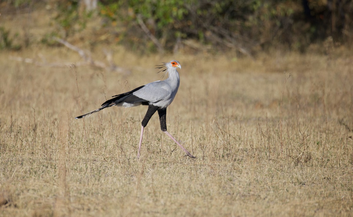 Secretarybird - ML644033726