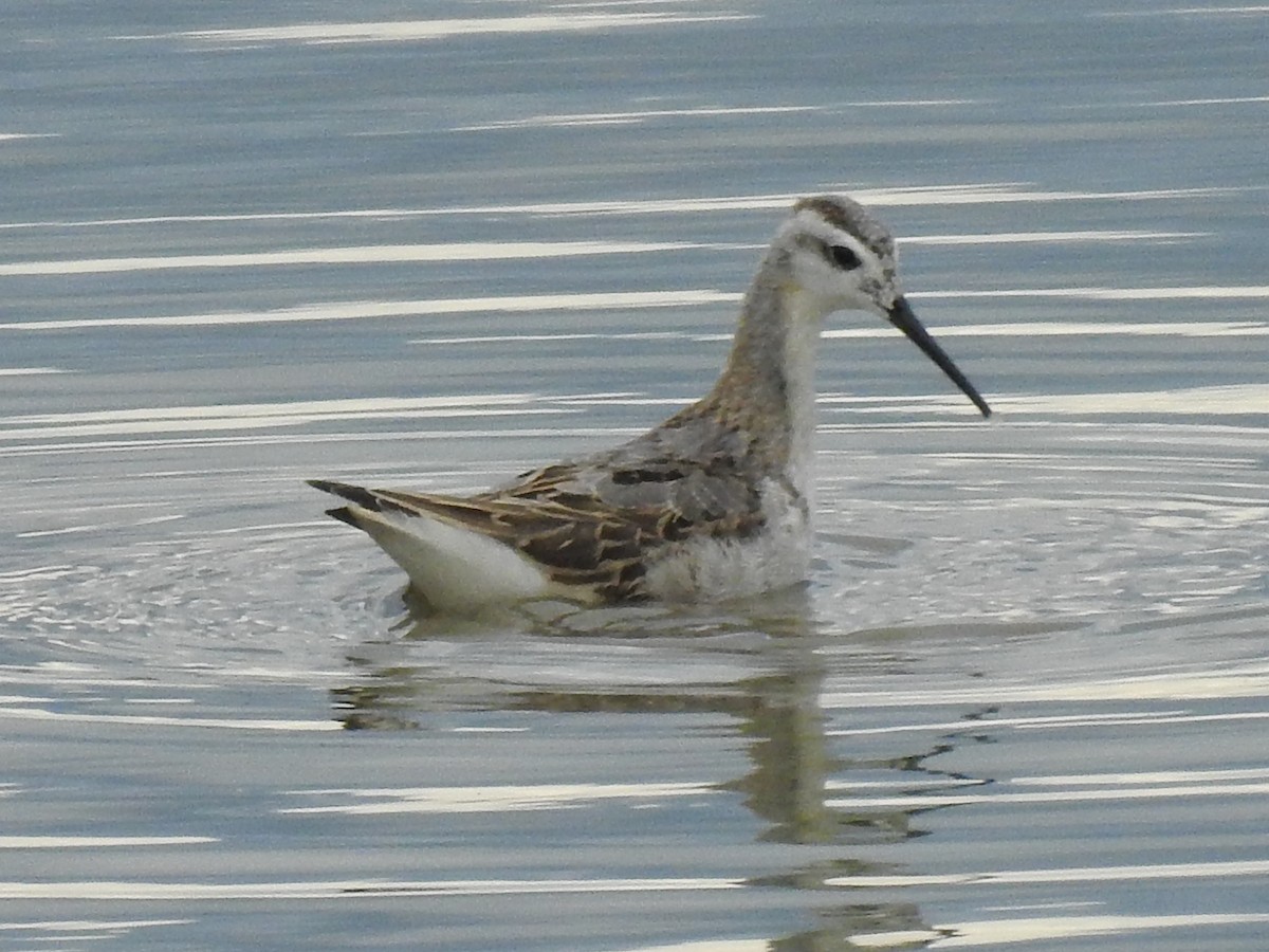 Wilson's Phalarope - ML644033728