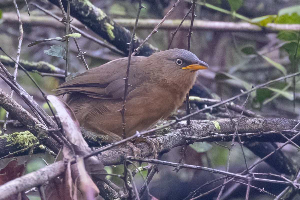 Kızıl Yedikardeş - ML644033744