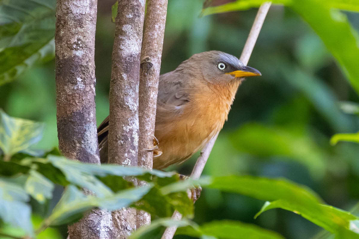 Kızıl Yedikardeş - ML644033745