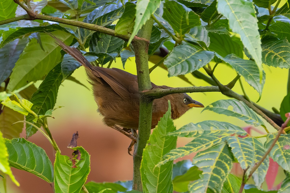 Kızıl Yedikardeş - ML644033746