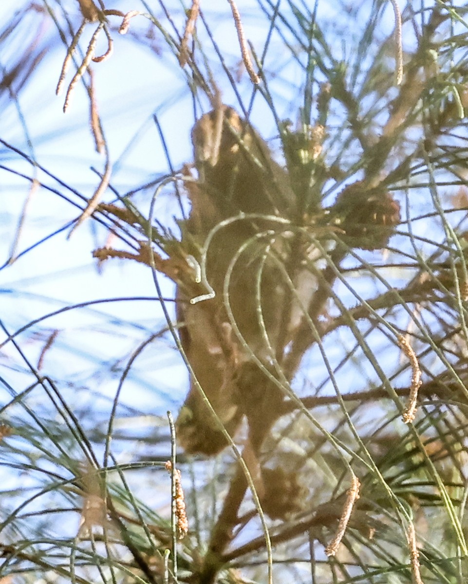 Green-backed Twinspot - ML644033747