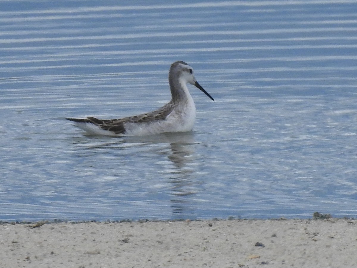 Wilson's Phalarope - ML644033749