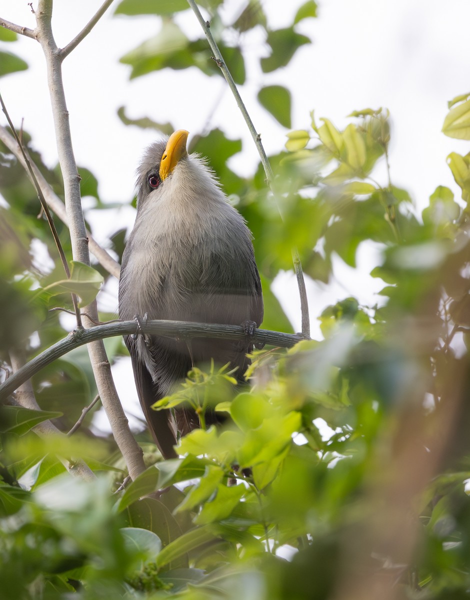 Green Malkoha - ML644033751