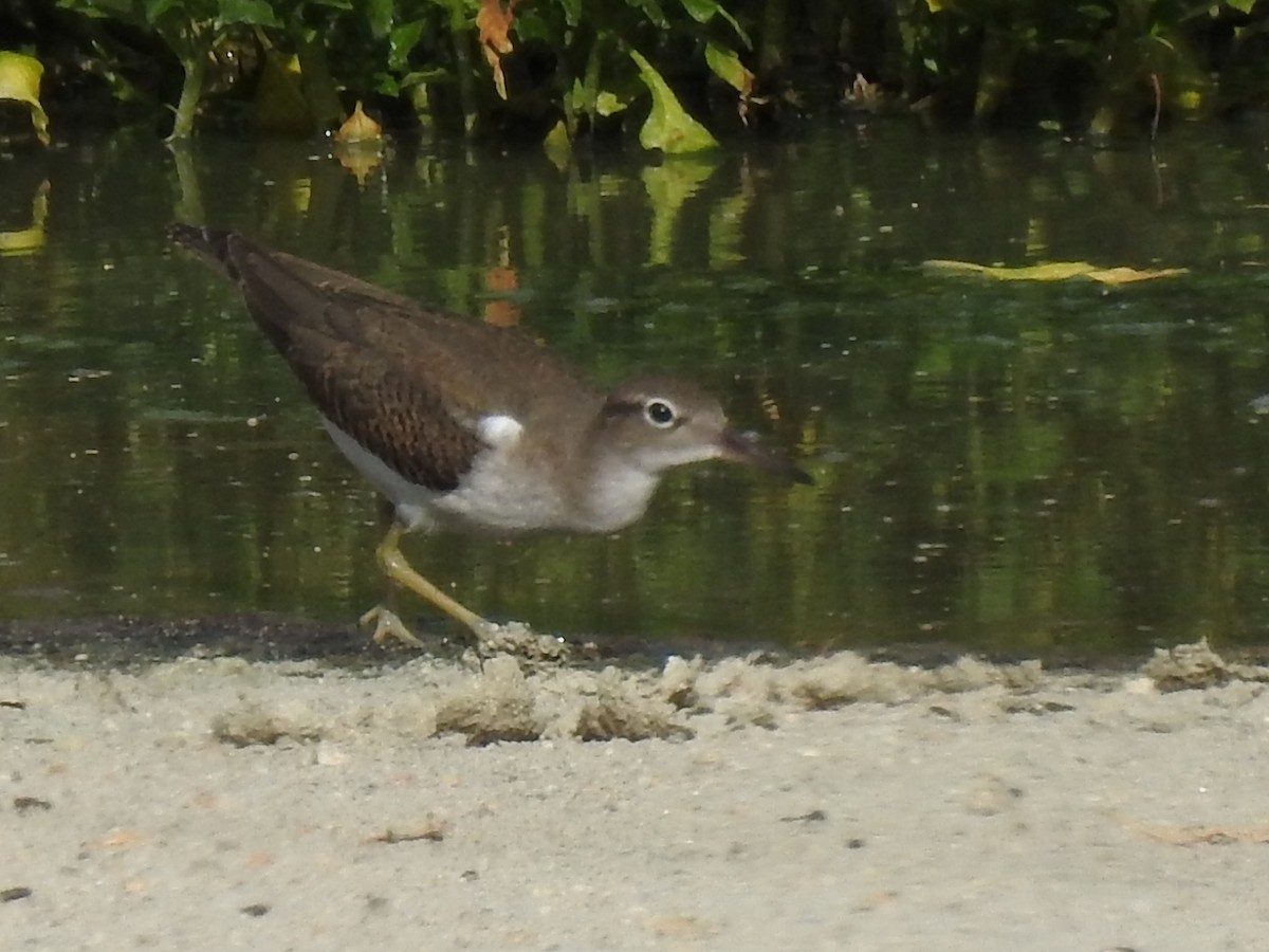 Spotted Sandpiper - ML644033759