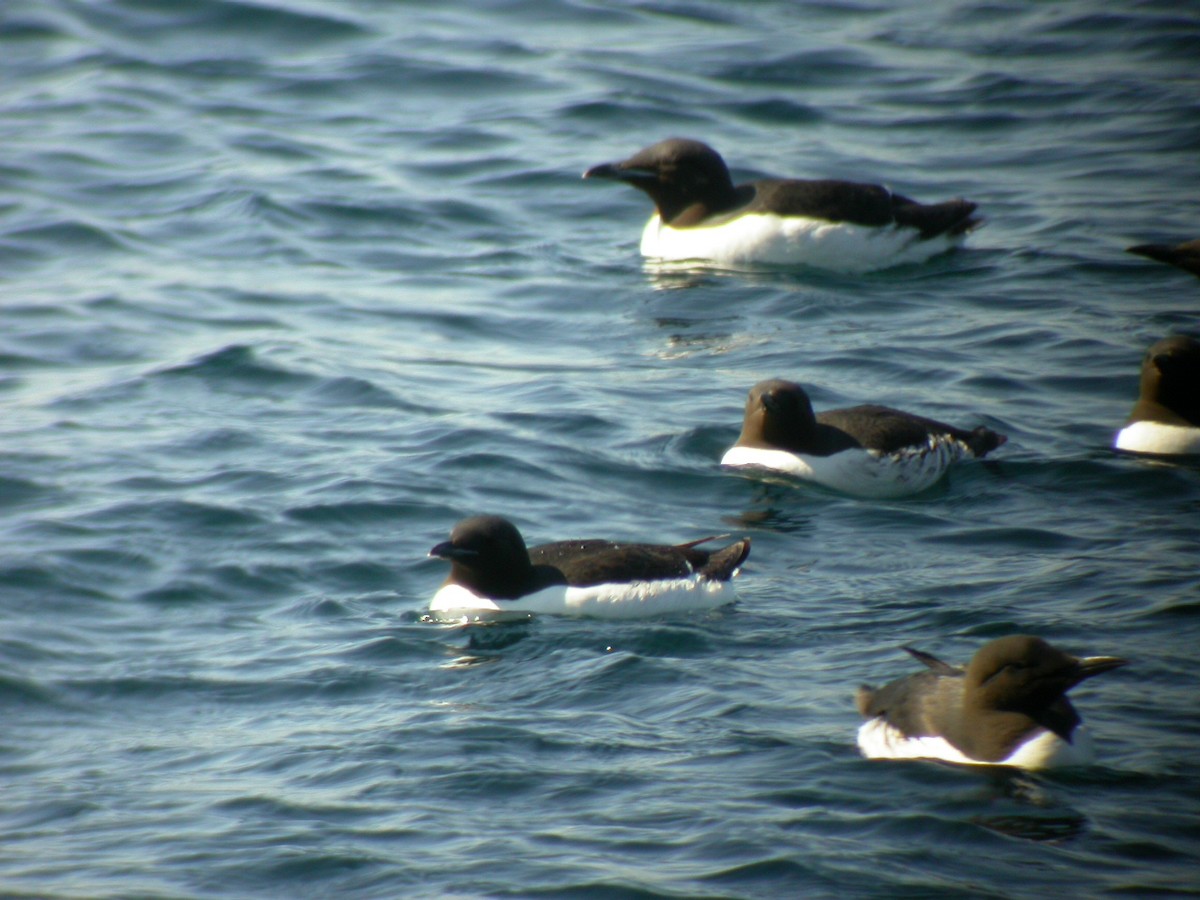 Толстоклювая кайра - ML644033765