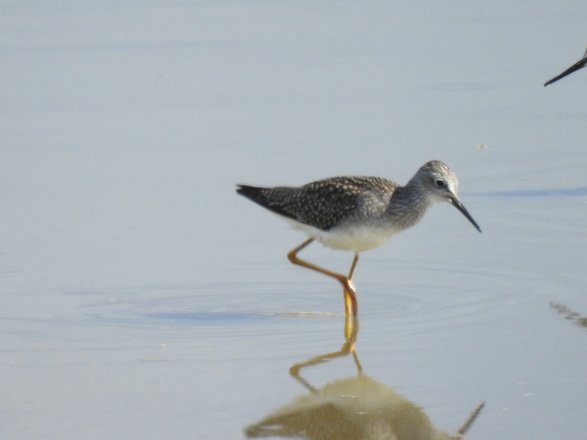 Lesser Yellowlegs - ML644033772