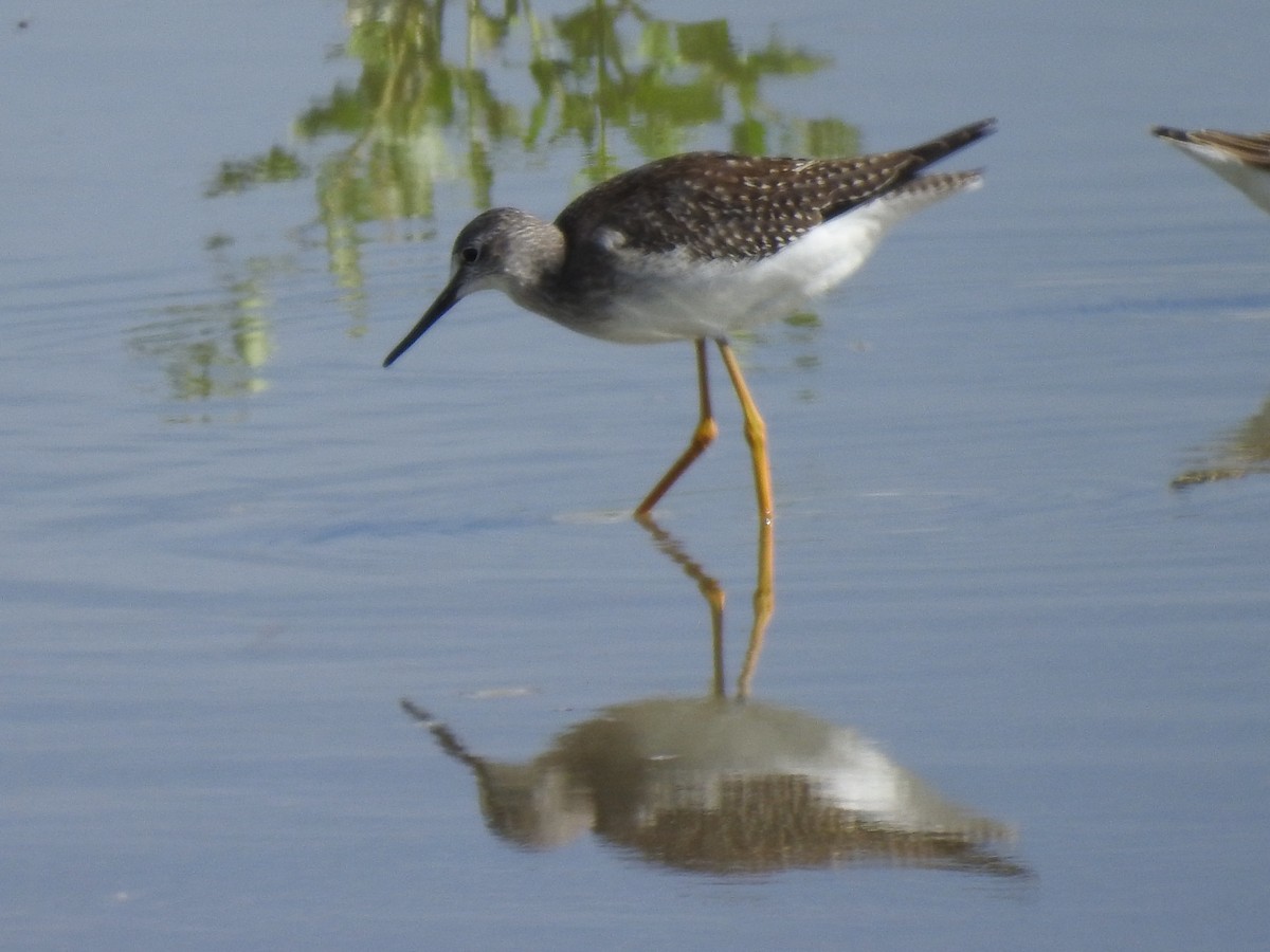 Greater Yellowlegs - ML644033776