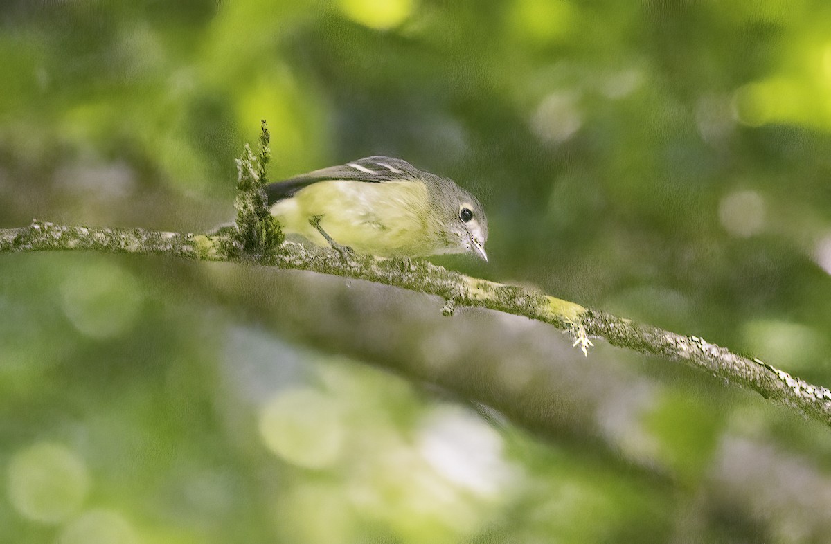 Hutton's Vireo - ML644033778