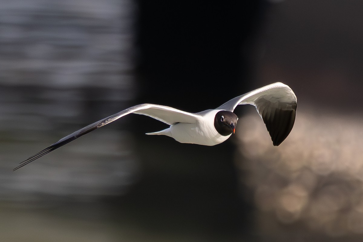 Laughing Gull - ML644033800