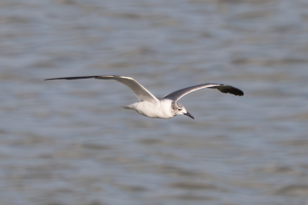 Laughing Gull - ML644033801