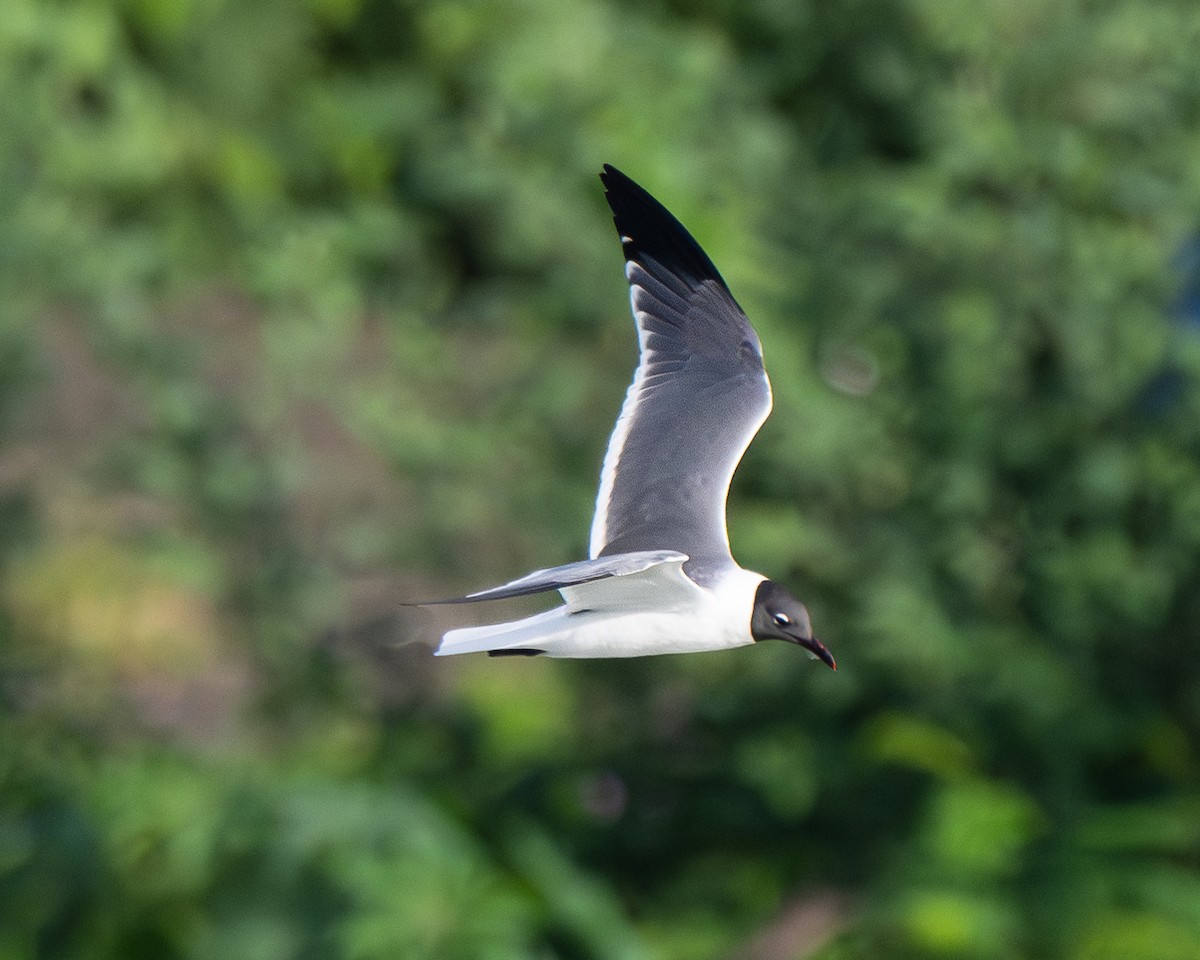 Laughing Gull - ML644033802